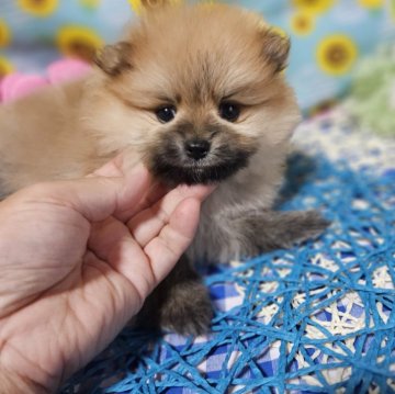 ポメラニアン【神奈川県・男の子・2024年6月20日・オレンジ】の写真「実物はすごく可愛い男の子」