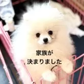 ポメラニアン【千葉県・男の子・2024年8月25日・ホワイト】の写真1「毛量バツグンの男の子です」