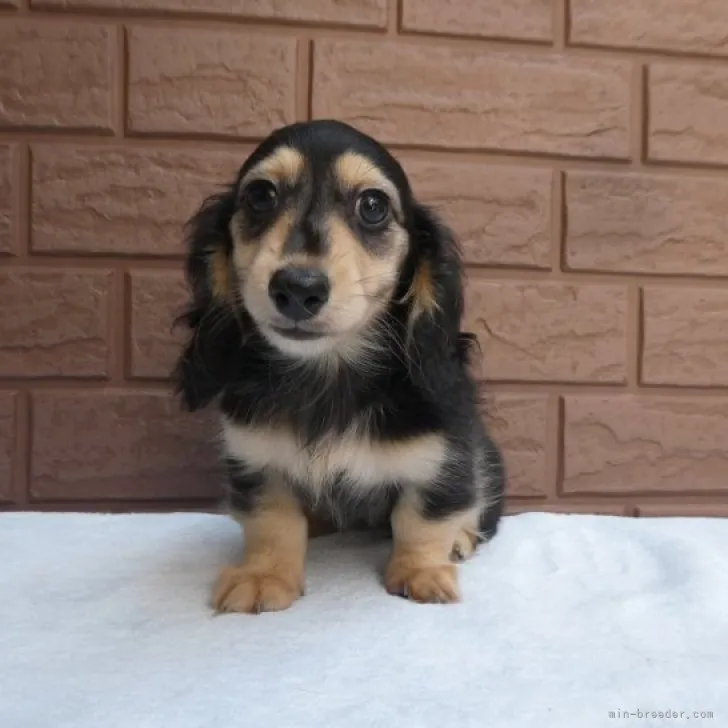 S.F 様のお迎えした子犬