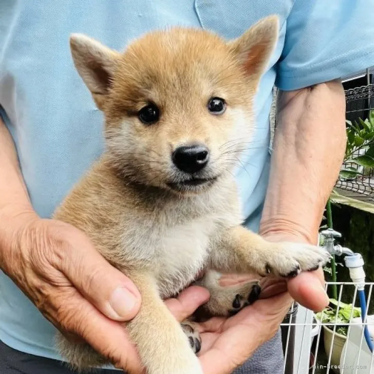 ささかま 様のお迎えした子犬