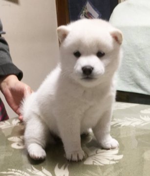 柴犬(標準サイズ)【埼玉県・女の子・2017年10月10日・白柴】の写真「愛玩用・繁殖用として最高の犬です。」