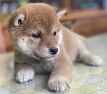 柴犬(豆柴)【埼玉県・女の子・2021年3月13日・赤】の写真「豆柴サイズのかわいい赤柴です。」