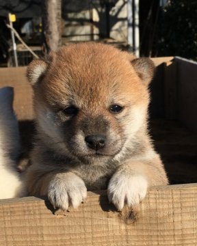 柴犬(標準サイズ)【埼玉県・女の子・2017年11月12日・赤柴】の写真「これぞ柴犬といえる凛とした可愛い犬です。」