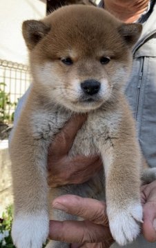 柴犬(標準サイズ)【埼玉県・男の子・2019年4月15日・赤柴】の写真「最高の血統の柴犬です。」