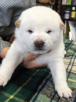 柴犬(標準サイズ)【埼玉県・女の子・2016年10月19日・白】の写真「愛玩用として希少なきれいな白毛の女の子です」