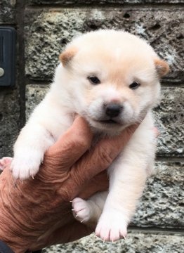 柴犬(豆柴)【埼玉県・男の子・2018年11月21日・白毛】の写真「豆柴サイズのかわいい白柴です。」