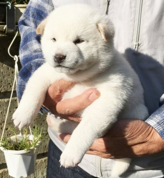 柴犬(標準サイズ)【埼玉県・男の子・2017年10月10日・白柴】の写真「愛玩用・繁殖用として最高の犬です。」