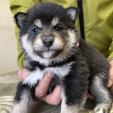 柴犬(標準サイズ)【埼玉県・男の子・2022年11月7日・黒柴】の写真「展覧会用・総理大臣賞受賞犬の曾孫犬です。」