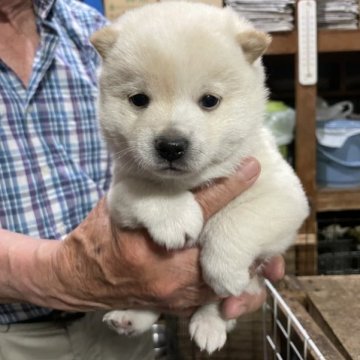 柴犬(豆柴)【埼玉県・男の子・2023年3月23日・白】の写真「両親豆柴のかわいい白豆柴です。」