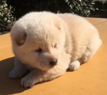 柴犬(標準サイズ)【埼玉県・女の子・2017年2月25日・白】の写真「愛玩用として希少なきれいな白毛の女の子です」