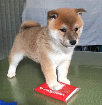 柴犬(標準サイズ)【埼玉県・女の子・2017年1月3日・赤柴】の写真「これぞ柴犬といえる凛とした可愛い犬です。」