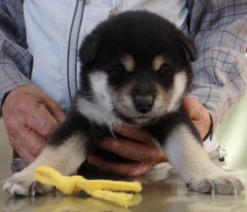 柴犬(標準サイズ)【埼玉県・女の子・2020年10月26日・黒柴】の写真「展覧会用・愛玩用・繁殖用として最高の犬です。」