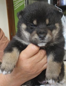 柴犬(標準サイズ)【埼玉県・男の子・2015年12月15日・黒毛】の写真「内閣総理大臣賞受賞の「七錦号」の孫犬です。」