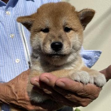 柴犬(標準サイズ)【埼玉県・男の子・2022年7月15日・赤柴】の写真「展覧会用・愛玩用・繁殖用として最高の犬です。」