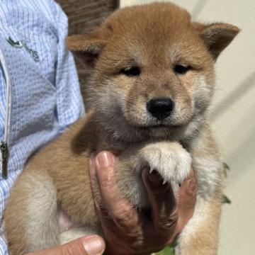 柴犬(標準サイズ)【埼玉県・女の子・2022年7月15日・赤柴】の写真「展覧会用・愛玩用・繁殖用として最高の犬です。」