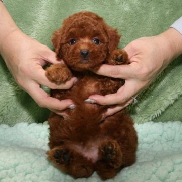 トイプードル(トイ)【滋賀県・女の子・2024年8月4日・レッドフォーン】の写真「明るい性格　人懐こく甘えん坊さん」