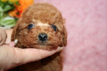 トイプードル(タイニー)【滋賀県・男の子・2019年4月5日・レッド】の写真「明るくて人懐こく甘えん坊です。」