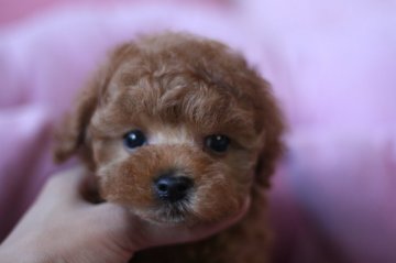 トイプードル(タイニー)【愛知県・男の子・2016年3月17日・レッド】の写真「真ん丸お目目のぬいぐるみみたいな男の子」