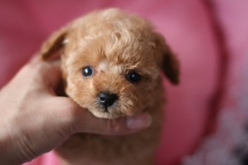 トイプードル(ティーカップ)【愛知県・女の子・2017年5月19日・レッド薄め (アプリコット?)】の写真「ちっちゃな女の子★」