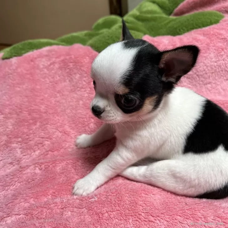 M.T 様のお迎えした子犬