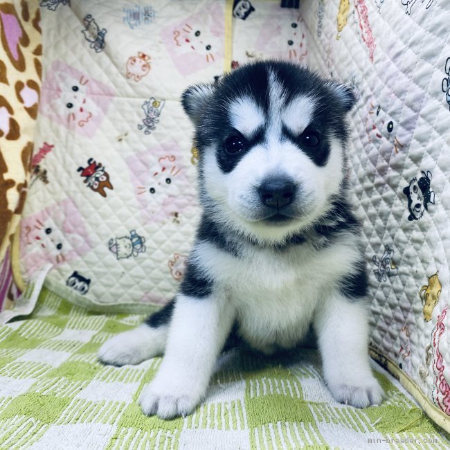 シベリアンハスキー 三重県 女の子 年6月12日 ブラック ホワイト きれいなお顔です みんなのブリーダー 子犬id 07 008