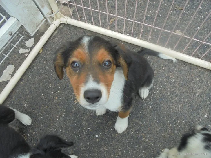 ファブ 様のお迎えした子犬