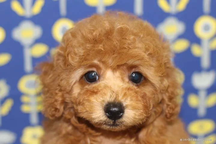 さくら 様のお迎えした子犬