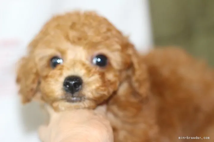 河村薫子 様のお迎えした子犬