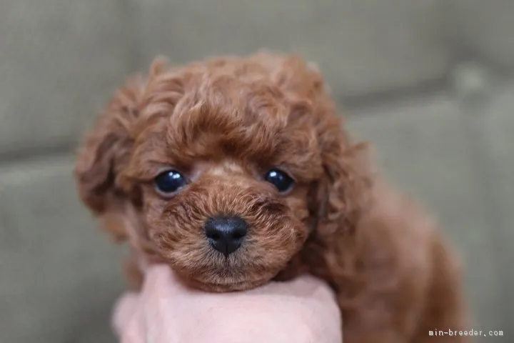 ハッピーハピネス 様のお迎えした子犬