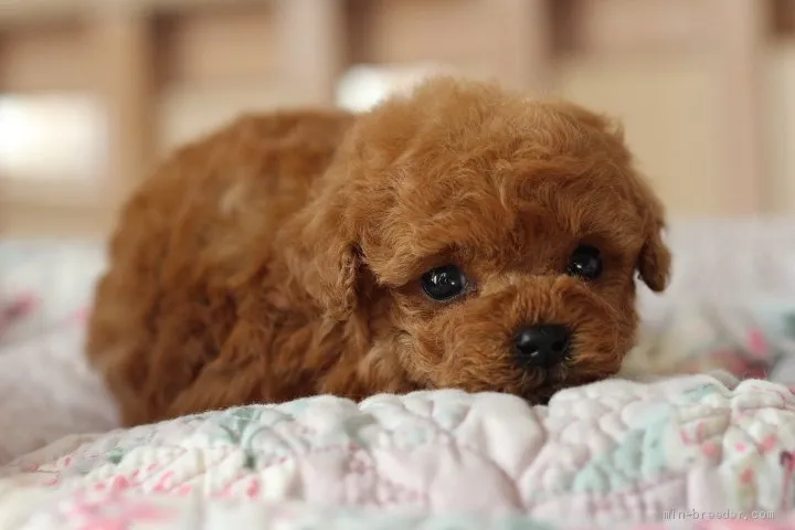 酒屋の大将 様のお迎えした子犬