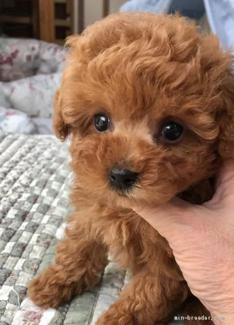 りこ 様のお迎えした子犬