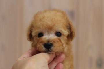 トイプードル(タイニー)【広島県・男の子・2018年6月16日・アプリコット】の写真「優しいお顔の男の子です」