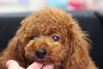 トイプードル(トイ)【広島県・男の子・2017年3月5日・レッド】の写真「とても濃い綺麗なレッド」