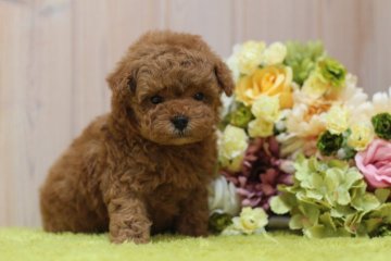 トイプードル(タイニー)【広島県・男の子・2019年2月22日・レッド】の写真「毛量多くまさにテディベアくん」