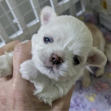 チワワ(ロング)【福井県・男の子・2025年2月24日・クリー厶&ホワイト】の写真「やさしいカラーの男の子」