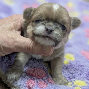 チワワ(ロング)【福井県・男の子・2025年2月24日・イザベラ&ホワイト】の写真「希少カラーとっても不思議できれいなカラーです。」