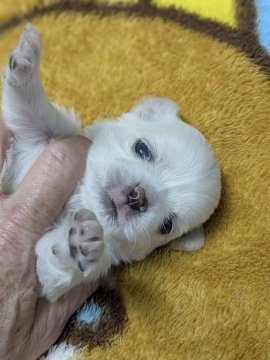 チワワ(ロング)【福井県・男の子・2025年2月24日・クリー厶&ホワイト】の写真「やさしいカラーの男の子」