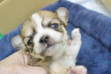 チワワ(ロング)【福井県・女の子・2021年3月20日・フォーン&ホワイト】の写真「小ぶりの可愛い子」