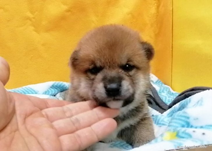 篠崎賢生王ブリーダーのブログ：柴犬子犬ちゃん生まれました😆🌻