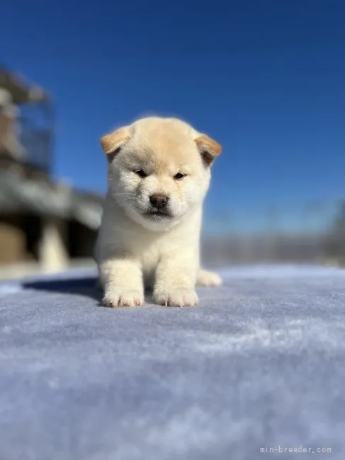 柴犬(標準サイズ)【埼玉県・女の子・2021年11月4日・白】の写真1