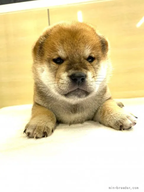 柴犬(標準サイズ)【埼玉県・男の子・2021年8月10日・赤】の写真1