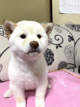 柴犬(標準サイズ)【埼玉県・女の子・2019年11月13日・白】の写真「両親犬共に優秀血統」