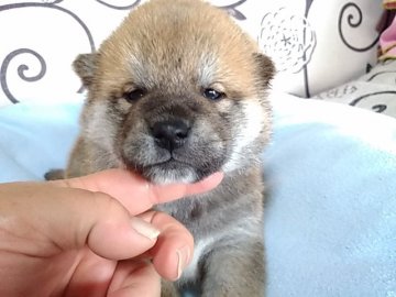 柴犬(標準サイズ)【埼玉県・男の子・2019年11月16日・赤】の写真「両親犬共に優秀血統」