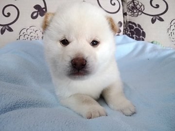 柴犬(標準サイズ)【埼玉県・男の子・2019年11月13日・白】の写真「両親犬共に優秀血統」