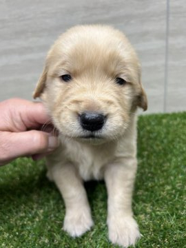 ゴールデンレトリバー【埼玉県・男の子・2022年3月2日・ゴ-ルデン】の写真「両親犬優秀血統」