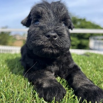 ミニチュアシュナウザー【埼玉県・男の子・2024年5月4日・ソルト&ペッパー】の写真「父犬チャンピオンの優秀血統」