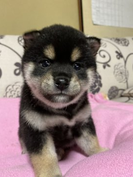 柴犬(標準サイズ)【埼玉県・女の子・2019年11月16日・黒】の写真「両親犬共に優秀血統」