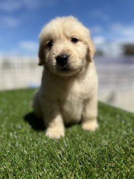 ゴールデンレトリバー【埼玉県・男の子・2022年3月6日・ゴ-ルデン】の写真「両親犬優秀血統」