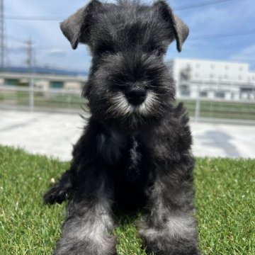 ミニチュアシュナウザー【埼玉県・男の子・2024年4月29日・ソルト&ペッパー】の写真「父犬チャンピオンの優秀血統　平日引き渡しキャンペー」