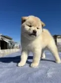 柴犬(標準サイズ)【埼玉県・女の子・2021年11月4日・白】の写真4